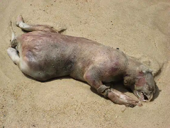 Montauk Monster July 2008 Montauk Monster July 2008