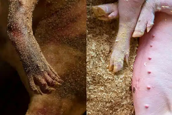 Montauk Monster July 2012 Pig Trotter Comparison Montauk Monster July 2012 Pig Trotter Comparison
