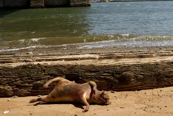 Montauk Monster July 2012 Montauk Monster July 2012