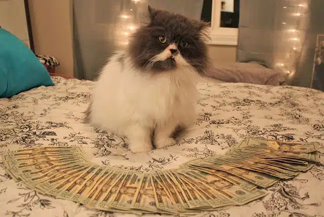 Cat with money