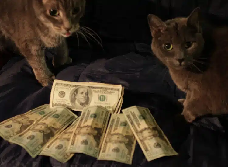 black-cats-money