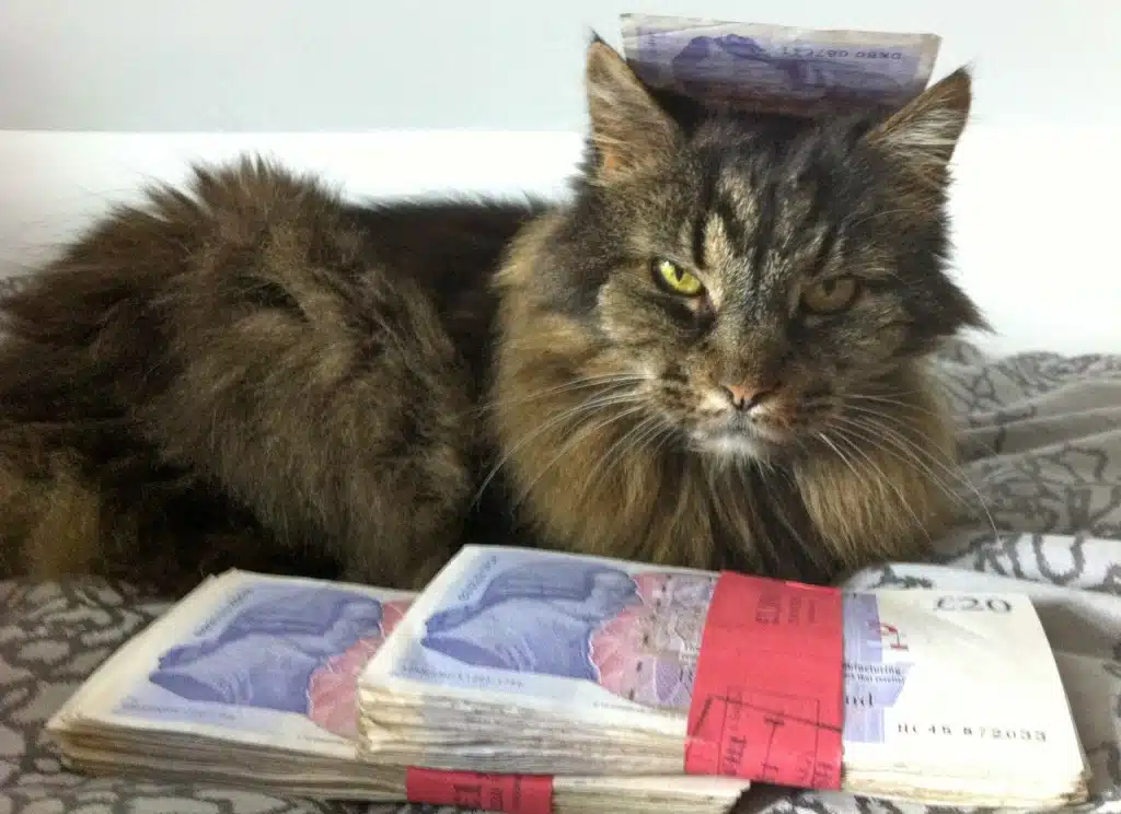 cash-cat
