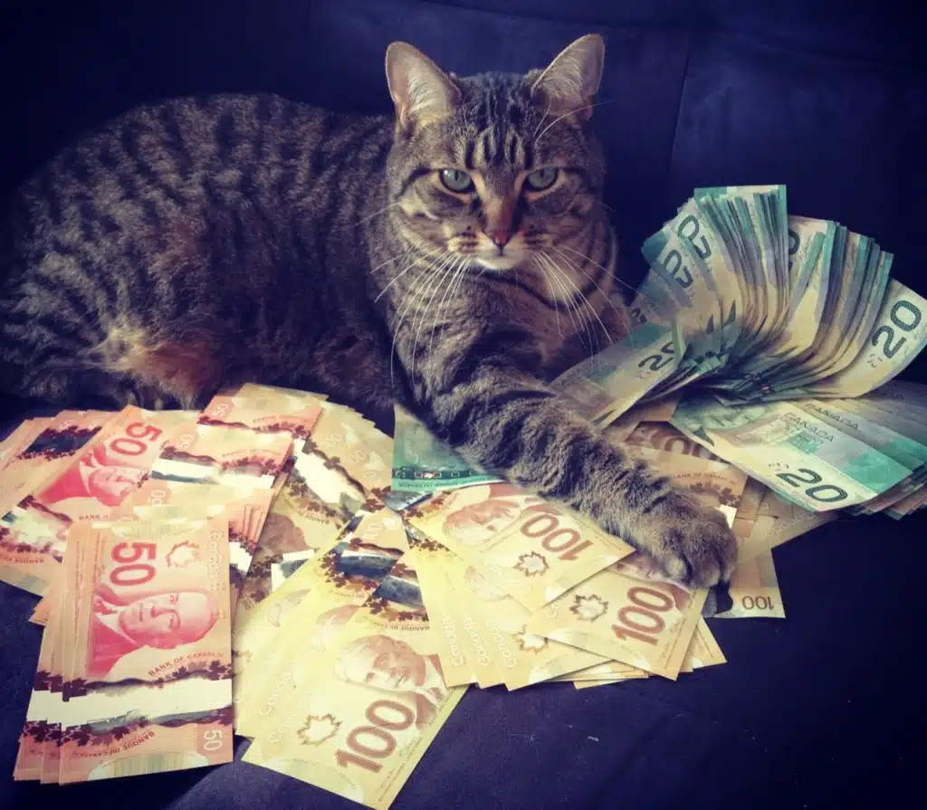 cash-cat2