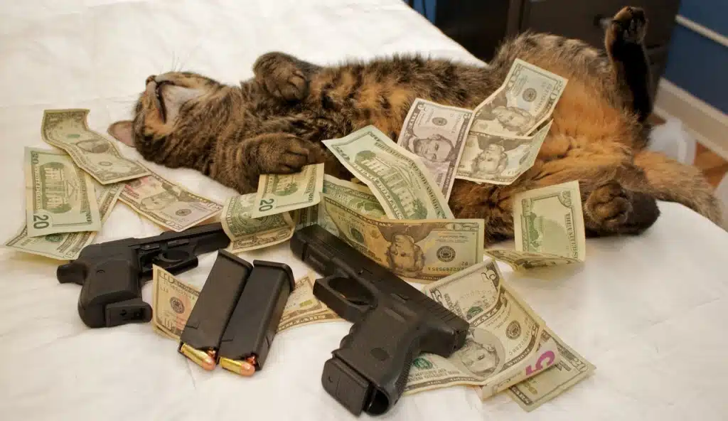 cash-cat3