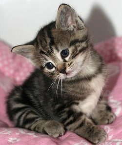 cat1
