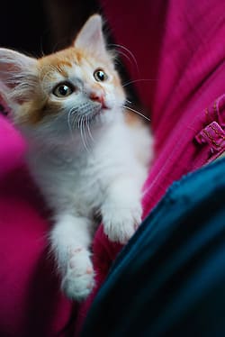 cat2