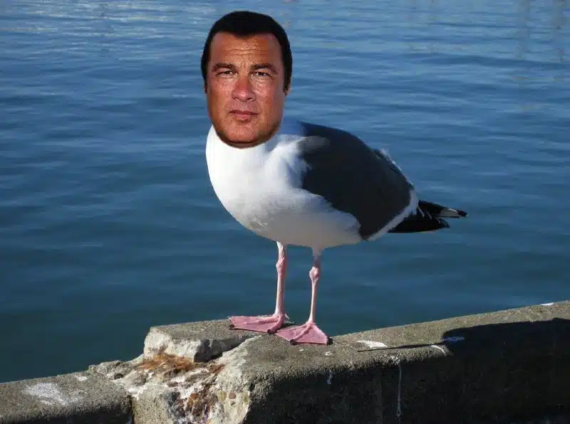 literal-celebs-stephen-seagal