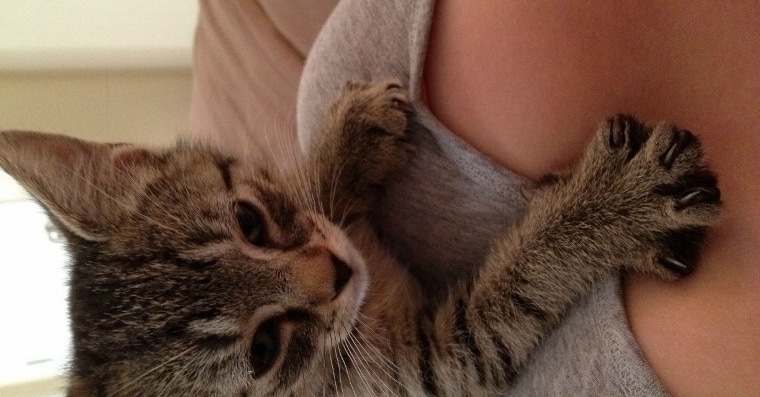 titsncats
