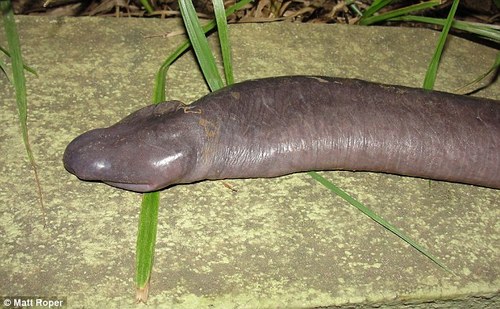 Brazil Penis Snake 2