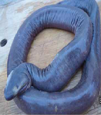 Penus Snake