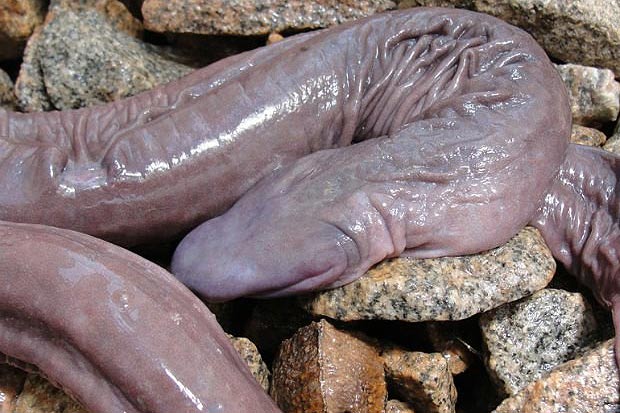 Brazil Penis Snake