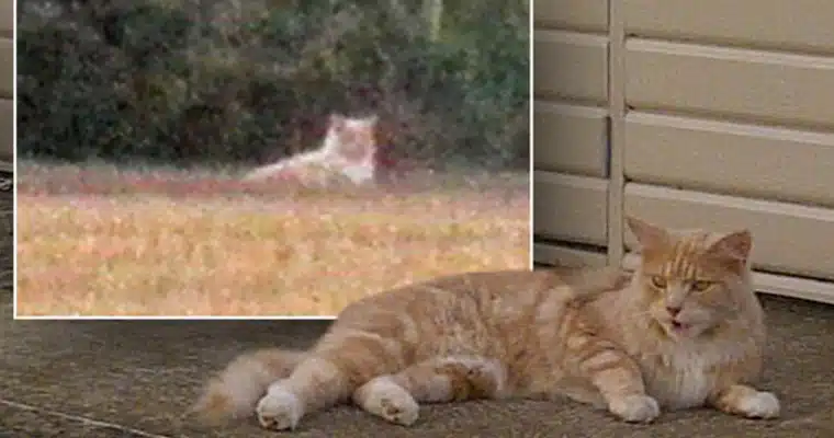 The Essex Lion The Essex Lion and a domesticated cat