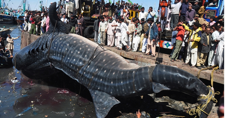 Whale Shark Pakistan
