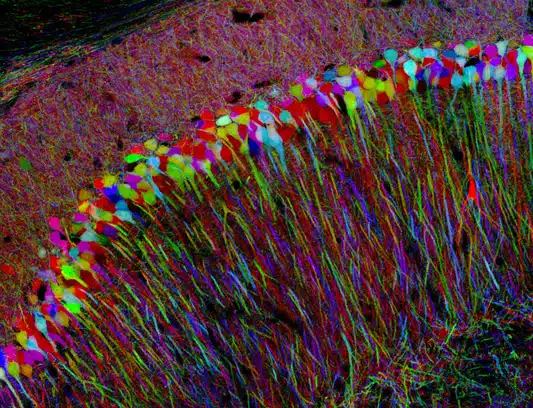Brainbow 2 Brainbow 2
