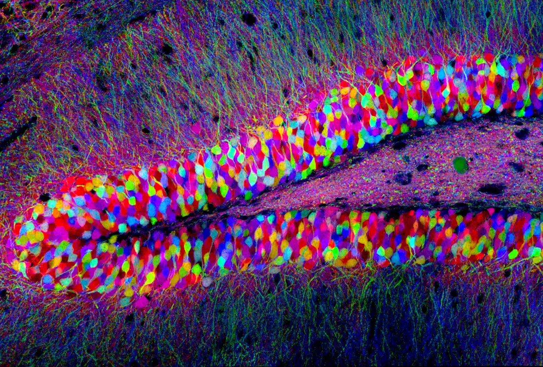 Brainbow 3 Brainbow 3