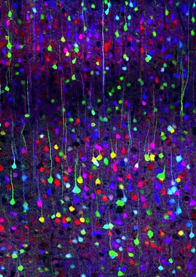 Brainbow 5 Brainbow 5