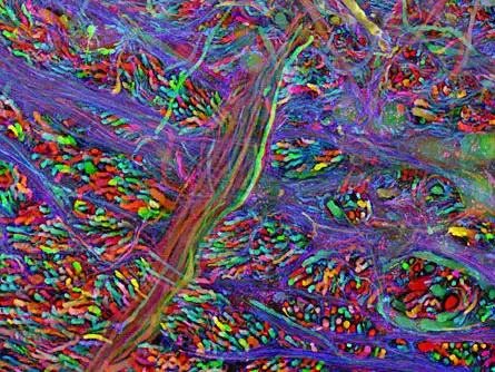 Brainbow 6 Brainbow 6