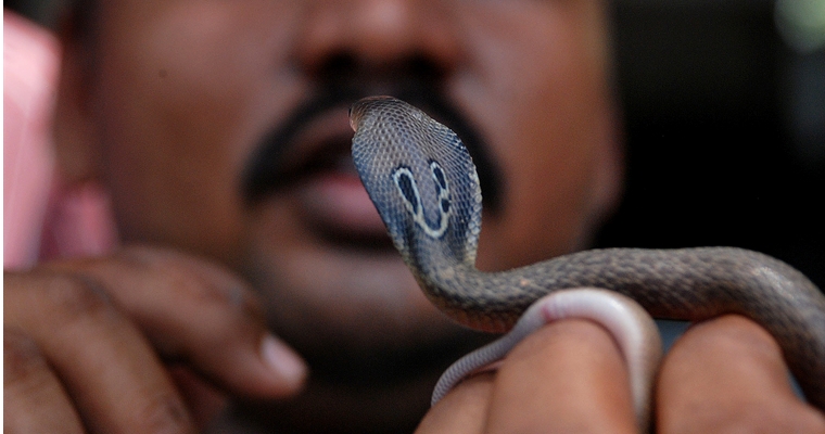 Man Bites Cobra To Death - Nepal