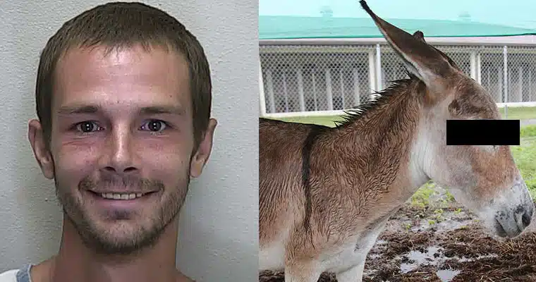 carlos romero donkey copy