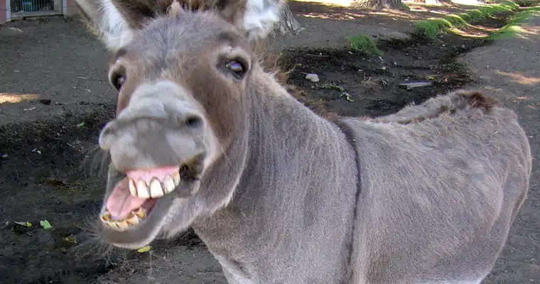 donkey