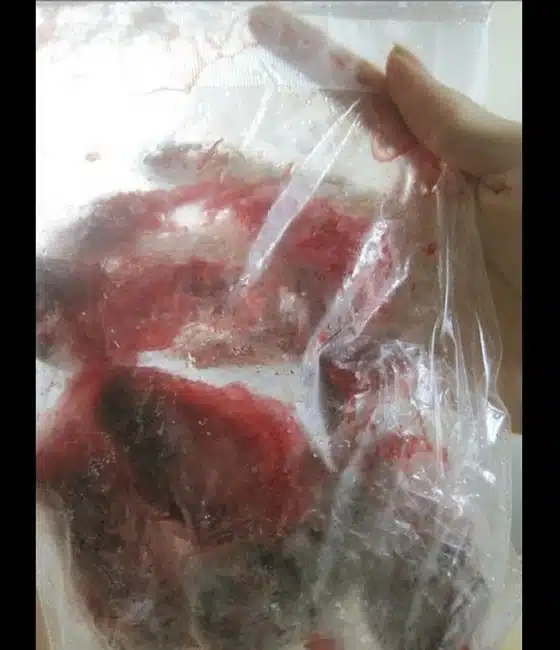 Mao Sugiyama Meal Uncooked Mao Sugiyama Meal Uncooked