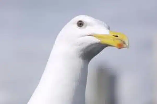 seagull.jpg seagull