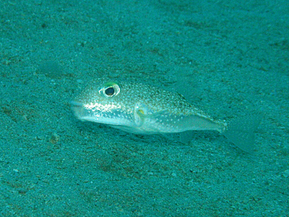 underwater crop circle fish