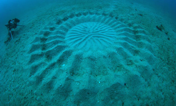 underwater crop circles 2