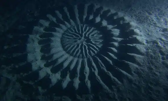 underwater crop circles 3 underwater crop circles 3