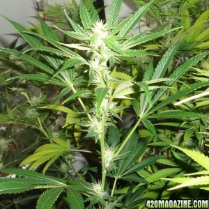 MKUltra Weed