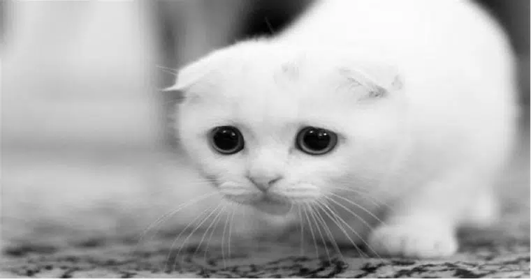 Pussy Sad Pussy