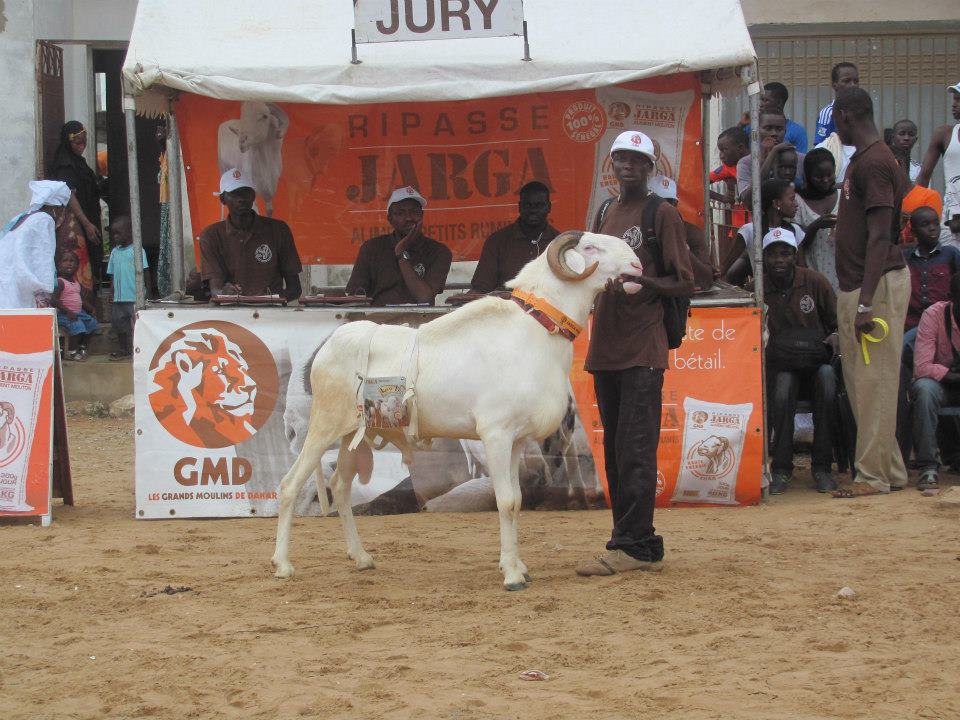 Senegal Sheep Judges Table