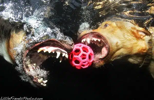 Seth-Casteels-Underwater-Dog-Photography-11 Seth-Casteels-Underwater-Dog-Photography-11