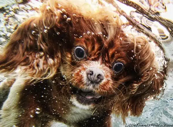 Seth-Casteels-Underwater-Dog-Photography-14 Seth-Casteels-Underwater-Dog-Photography-14