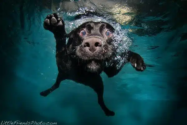 Seth-Casteels-Underwater-Dog-Photography-19 Seth- Casteels-Underwater-Dog-Photography-19