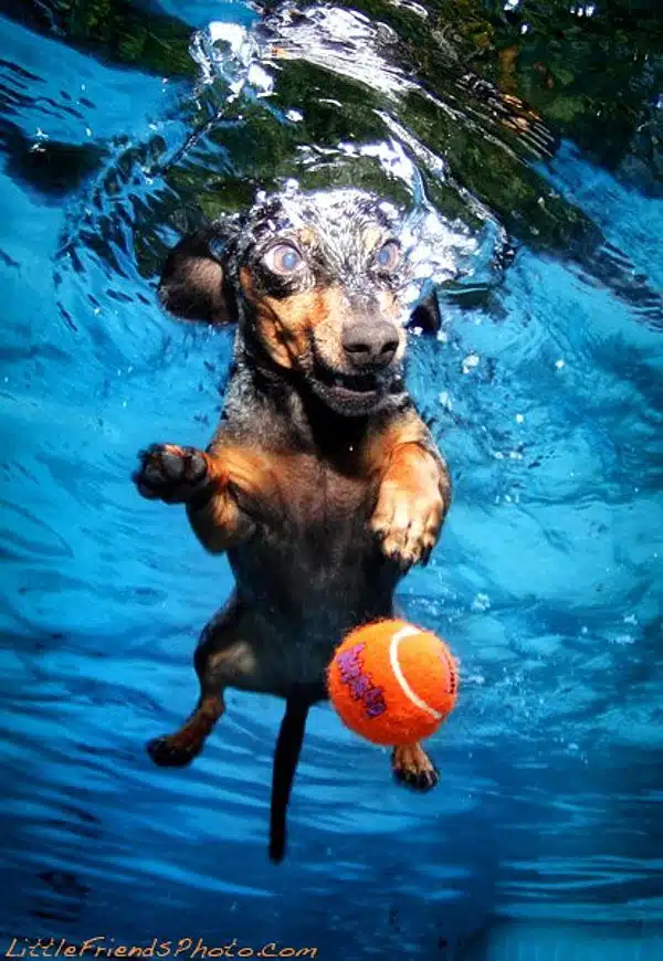Seth-Casteels-Underwater-Dog-Photography-2 Seth-Casteels-Underwater-Dog-Photography-2