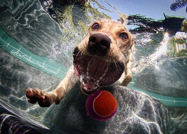 Seth-Casteels-Underwater-Dog-Photography-7