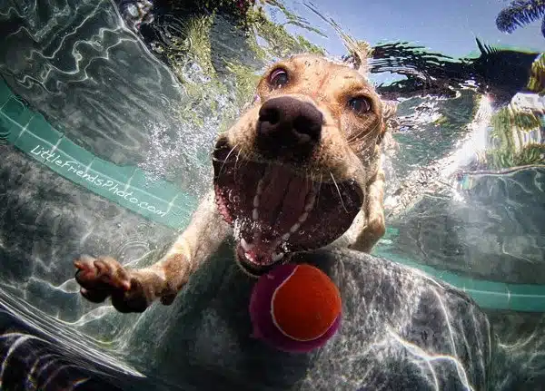 Seth-Casteels-Underwater-Dog-Photography-7 Seth-Casteels-Underwater-Dog-Photography-7
