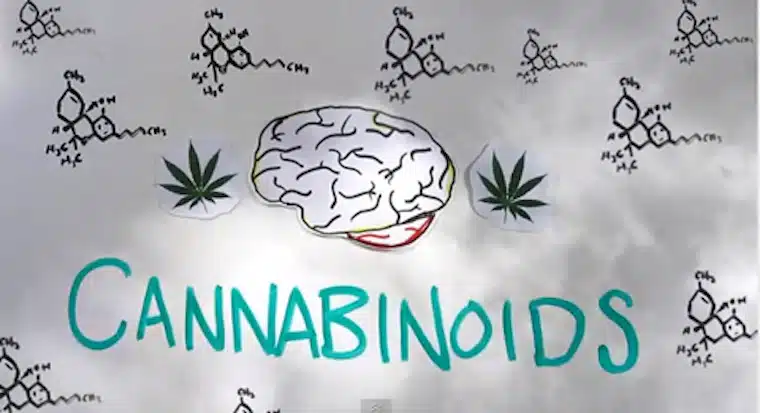 Your Brain On Marijuana Your Brain On Marijuana