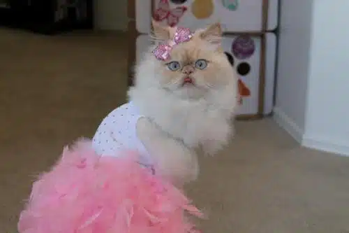 cat pink cat pink