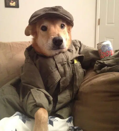 dog beer dog beer