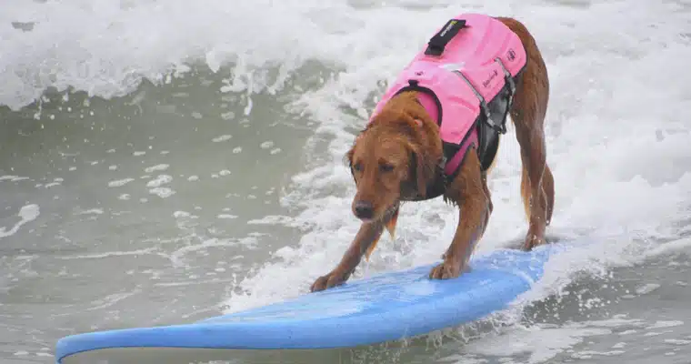 surf dog 2