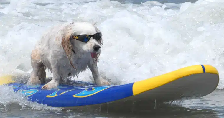 surf dog shades