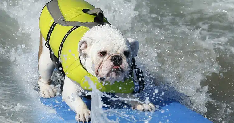surfer joe