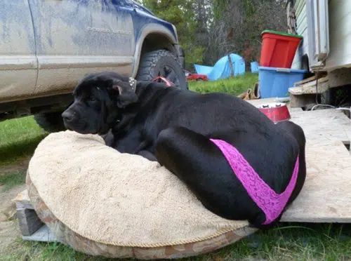thong dog thong dog