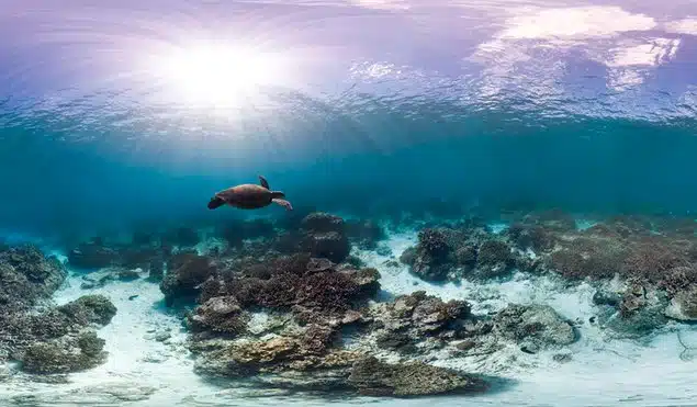 turtle 1 turtle 1