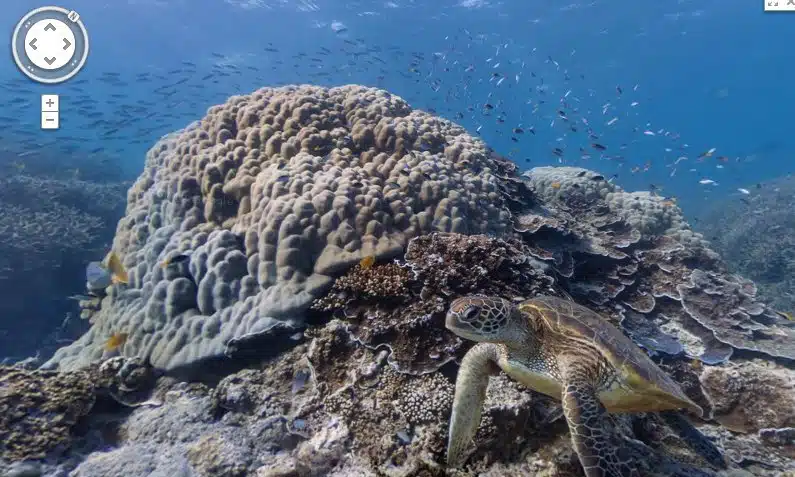 turtle