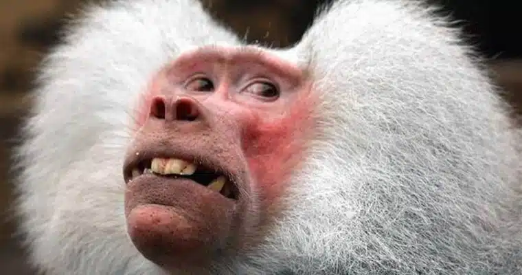 Mad Looking Babboon Mad Looking Babboon