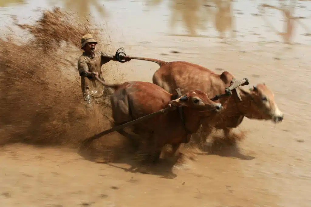 Sumatran Cow Race Action Shot 2 Sumatran Cow Race Action Shot 2