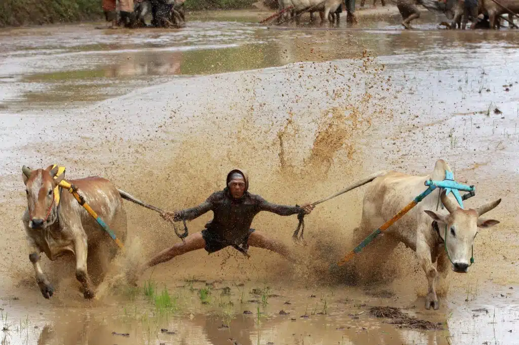 Sumatran Cow Race Action Shot 3 Sumatran Cow Race Action Shot 3